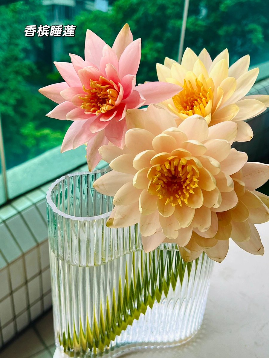 Belle718a's tweet photo. 疫情填充  生活plog 孤独是一种迷人的选择
眼下即是生活
眼前即有热爱🌹 https://t.co/5twkKdcwB0