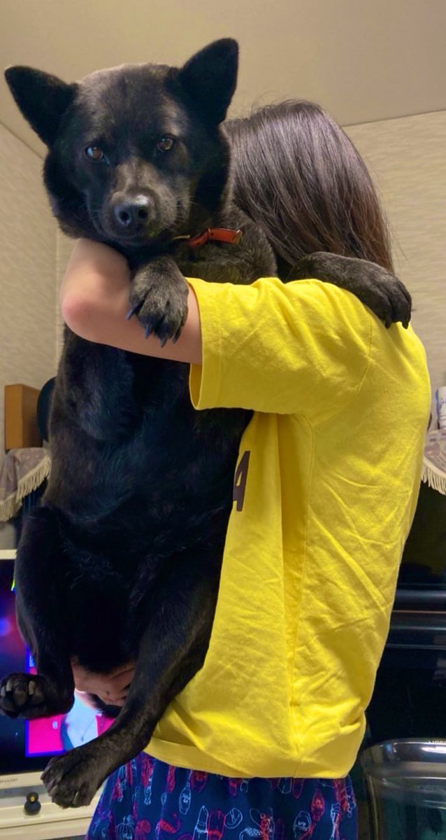 yayo04oimo's tweet photo. カメラ目線抱っこの犬 https://t.co/Y5IatPo2xC