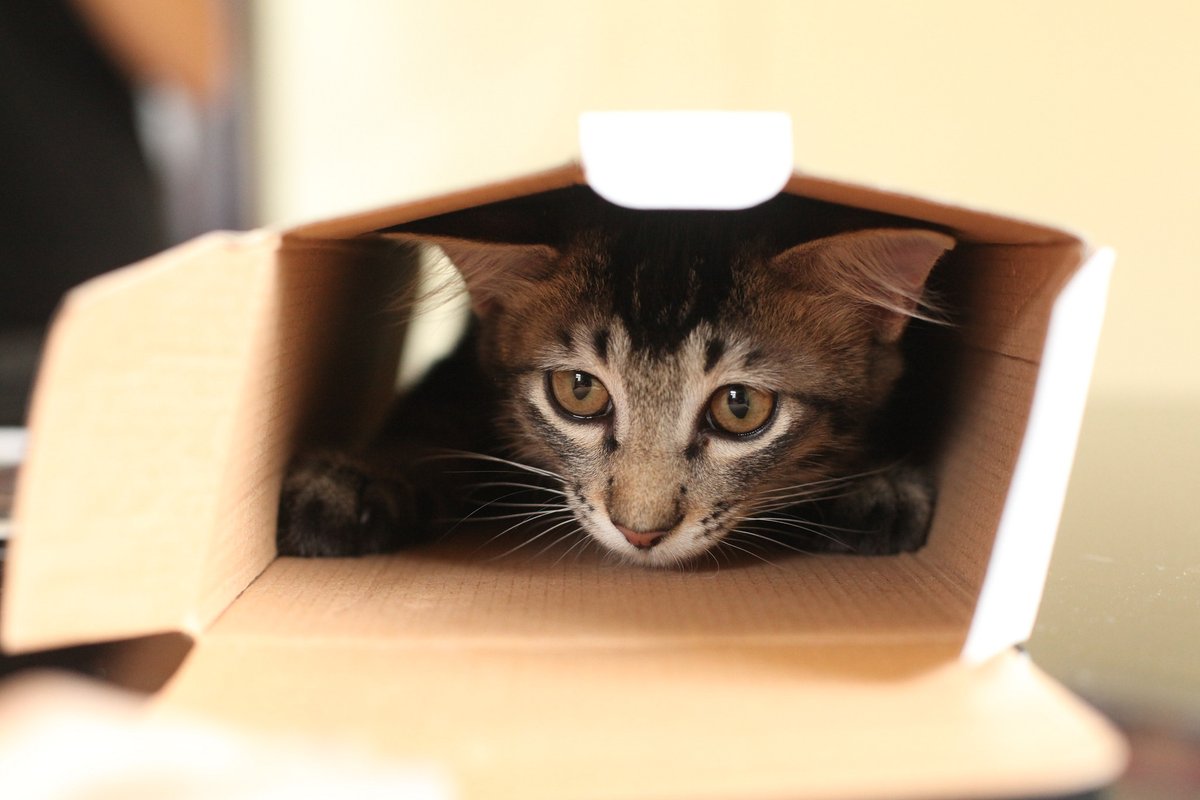 hourlykitten's tweet photo. Source: https://t.co/L9SlGUtc3Y
Credit: monsterliza https://t.co/niSutr4Zfg