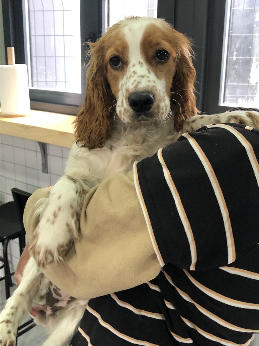 Kocamustafapaşa da bulundu. Sahibi aranıyor. Sürekli bu semtten ev köpekleri bulunmaya başladı 😳Anlayamadık ne oluyor!1-2 gün içinde sahibi çıkmaz ise yuva arayacağız . 05357126390 Whatsupp  @yedikulebarinak #kingcharlescavalier