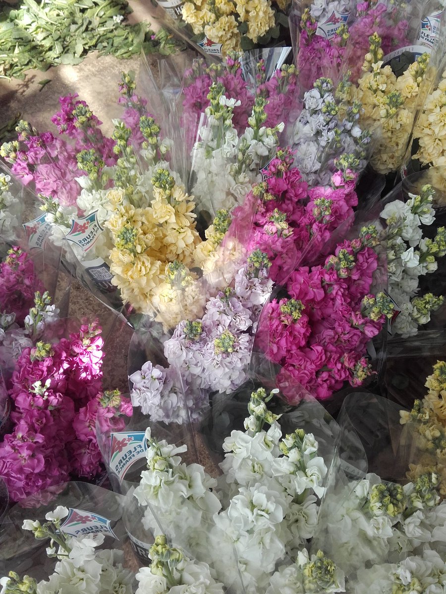 Récolte des dernières giroflées d'hiver à la station #ASTREDHOR #méditerranée.  Coloris variés , qualité des fleurs et du feuillage, calendrier maîtrisé d'octobre à avril... encore une raison de plus de rejoindre <a href="/astredhor/">ASTREDHOR</a> l'institut des professionnels du végétal.