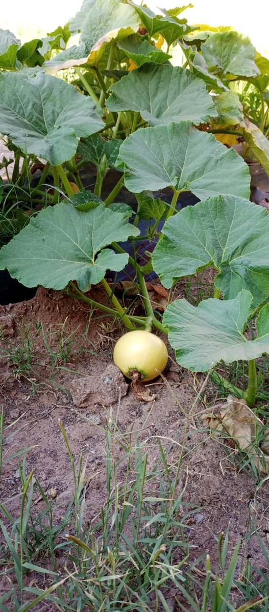 LBensliman's tweet photo. Au collège Afaq Saada, le potager de l'enseignant commence à produire...bio !
Bravo à toute l'équipe https://t.co/3X7njAQLvm