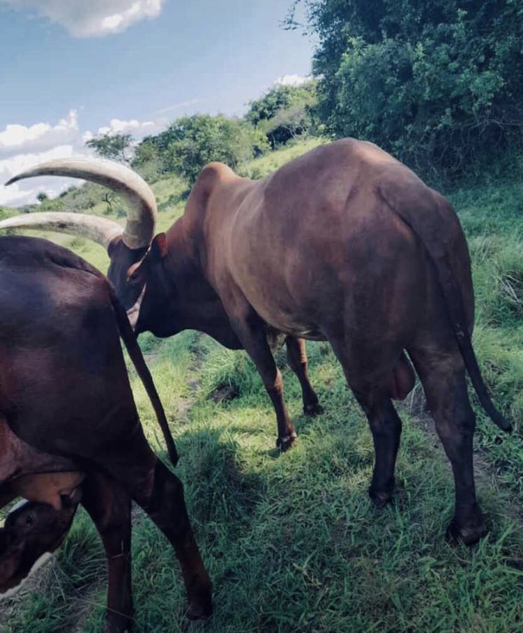 bwamuntu's tweet photo. Youthful 🥰🥰🥰🥰🥰🥰
#westernug #ankole #catttle
@bwamuntu https://t.co/yMAtiihVQN