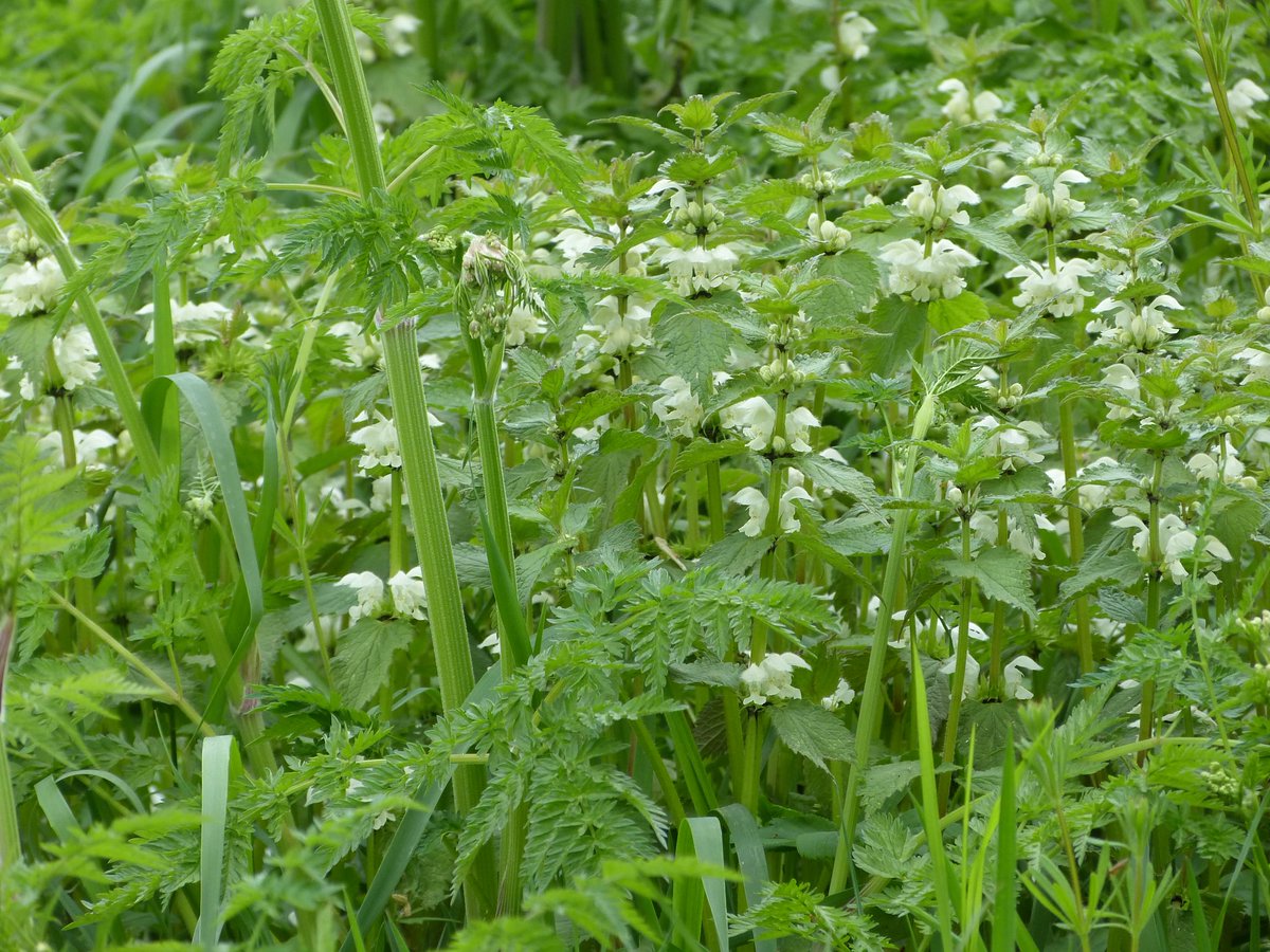 Witte dovenetel langs de Goordiek.
