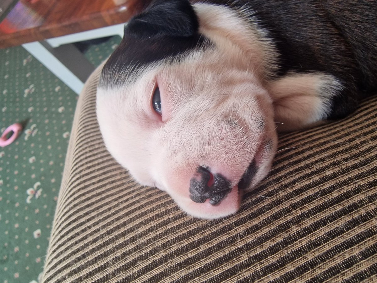 Stacey Salt 🦄🍄🌸 tweet media