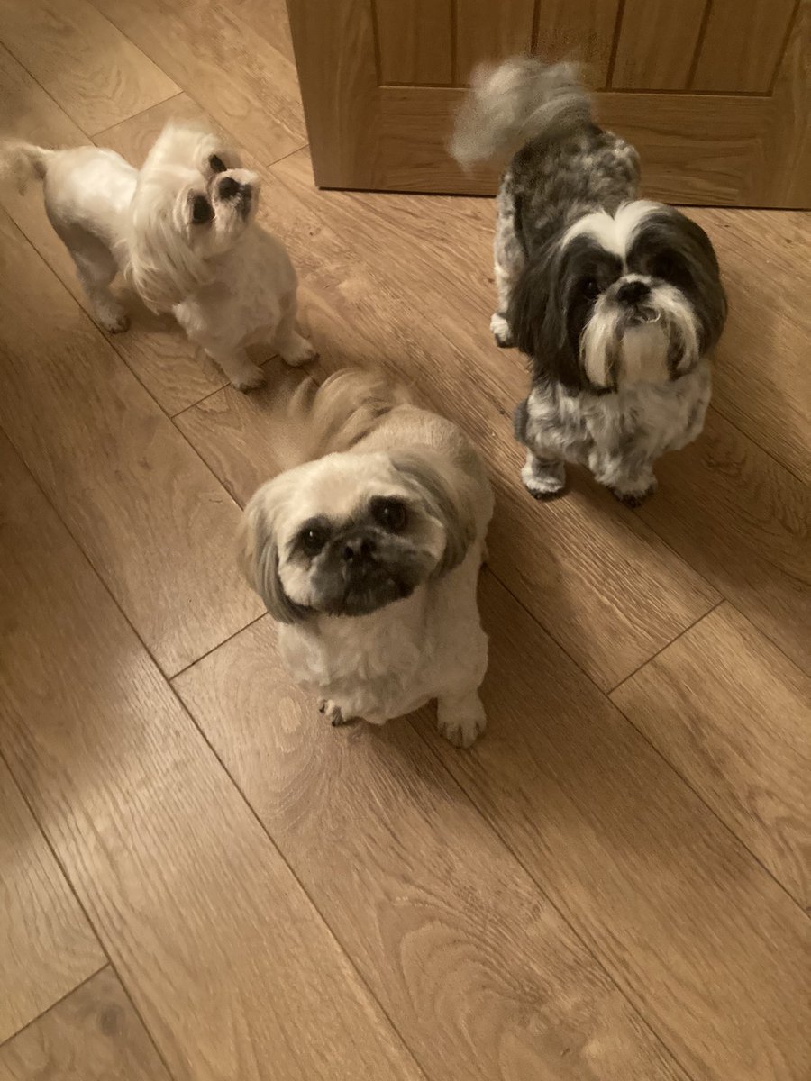bonniebonster1's tweet photo. @bmstores Aww my 3 little furry friends would love this bundle ❤️❤️❤️ Suzzi, Sabbie and Smokey #BMPets https://t.co/Y0trvuPJ4w