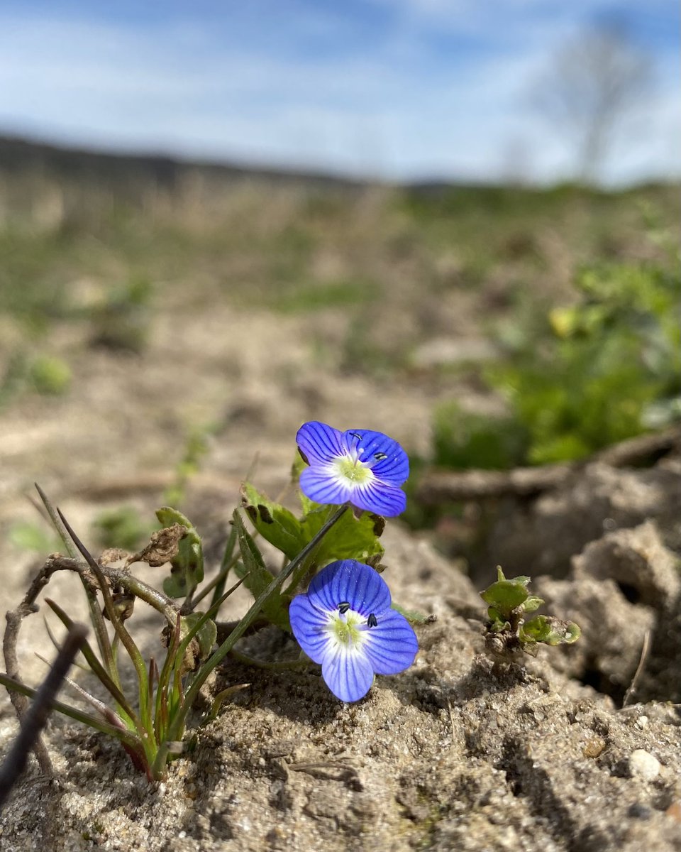 LeifBersweden's tweet photo. I came across Grey Field-speedwell (Veronica polita) the other day - I found myself going back to stare at this photo again and again over the following days, just unable to resist that piercing blue. We are SO lucky to share the world with such things!! https://t.co/1ViBAyLRwH