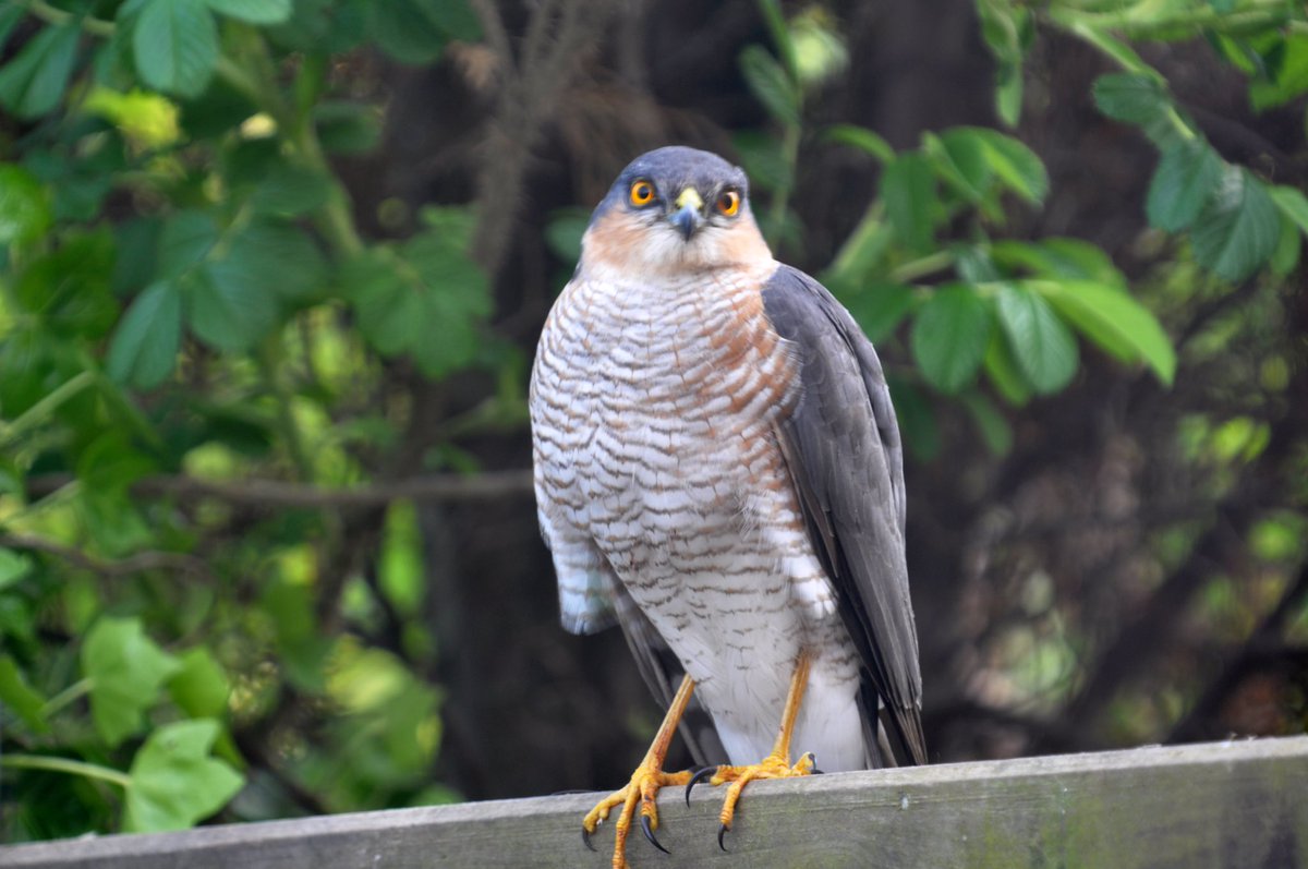 LouiseFrary's tweet photo. Well what a marvellous day:) suddenly much warmer so did essential work in the garden. Saw so many types of birds including #Linets #SparrowHawk #BlackCap and 2 #HouseMartins:) So many green and gold finches. #birds #BirdsSeenIn2022 #BirdsPhotography https://t.co/e6eSPQ4ewD