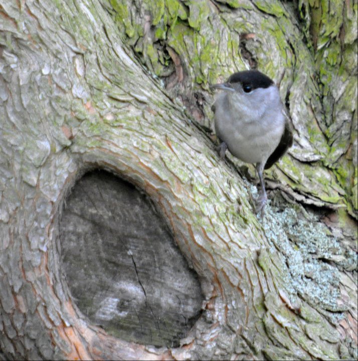 LouiseFrary's tweet photo. Well what a marvellous day:) suddenly much warmer so did essential work in the garden. Saw so many types of birds including #Linets #SparrowHawk #BlackCap and 2 #HouseMartins:) So many green and gold finches. #birds #BirdsSeenIn2022 #BirdsPhotography https://t.co/e6eSPQ4ewD