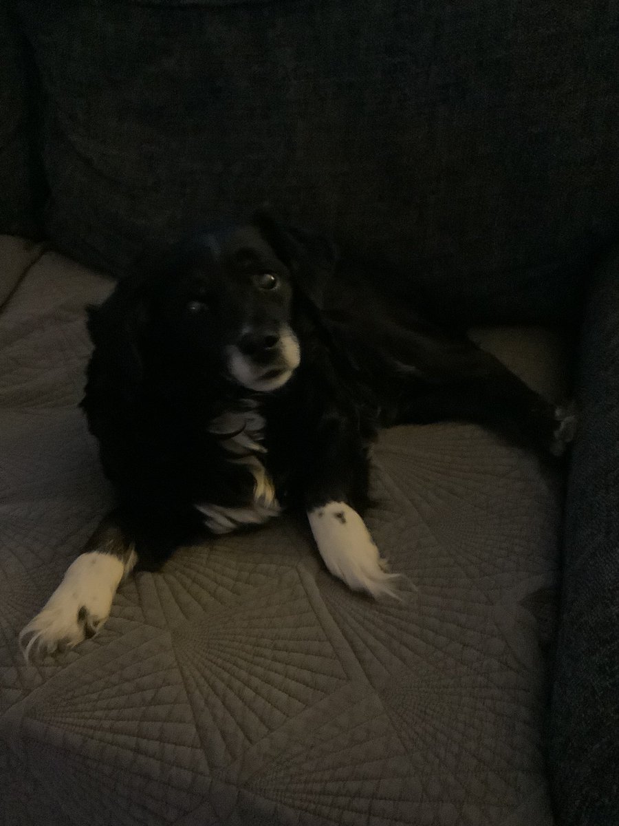 carlachrisellis's tweet photo. @bmstores Our rescue pooch Bo would love this fabulousssss bundle, she’s 17 this year and the love of our life 💕💕💕💕#BMpets https://t.co/KnK1t3FDqT