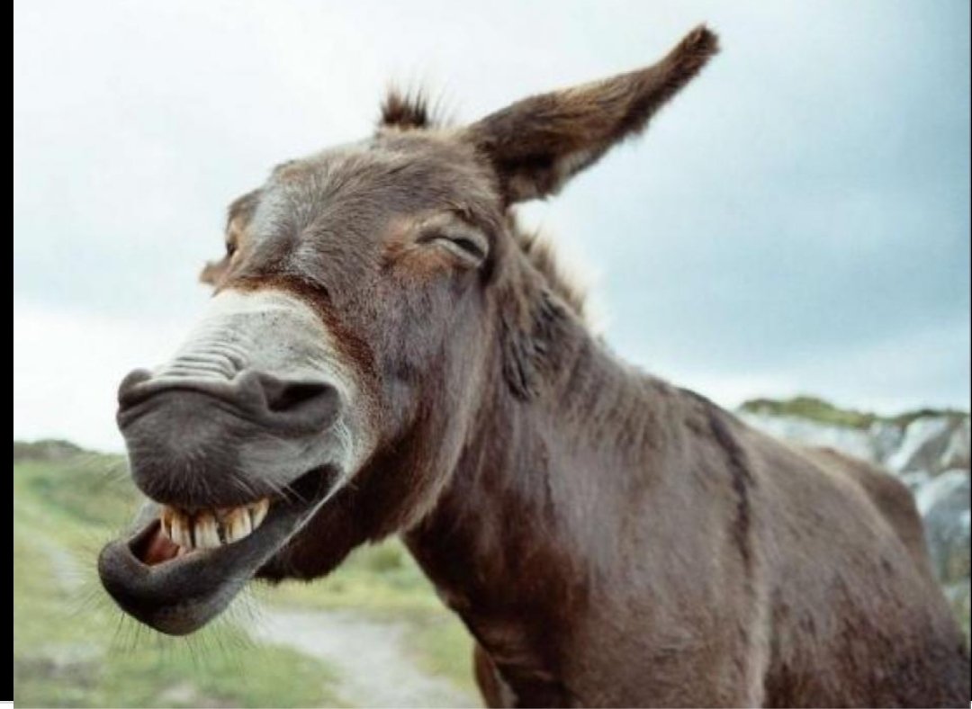 omelette salé tweet media