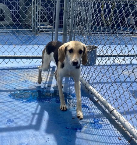 adopt_a_dog_bot's tweet photo. Shiloh is a resourceful mutt, who can be found near Providence Forge, VA! Shiloh is a Hound / Shepherd mix, who loves pretty much everyone!! #Hound #Shepherd #mixedbreed #mutt #dogsoftwitter #rescue #adopt #dog #ProvidenceForge #Virginia #VA https://t.co/AX79SoNg5R https://t.co/471xqaiUTJ
