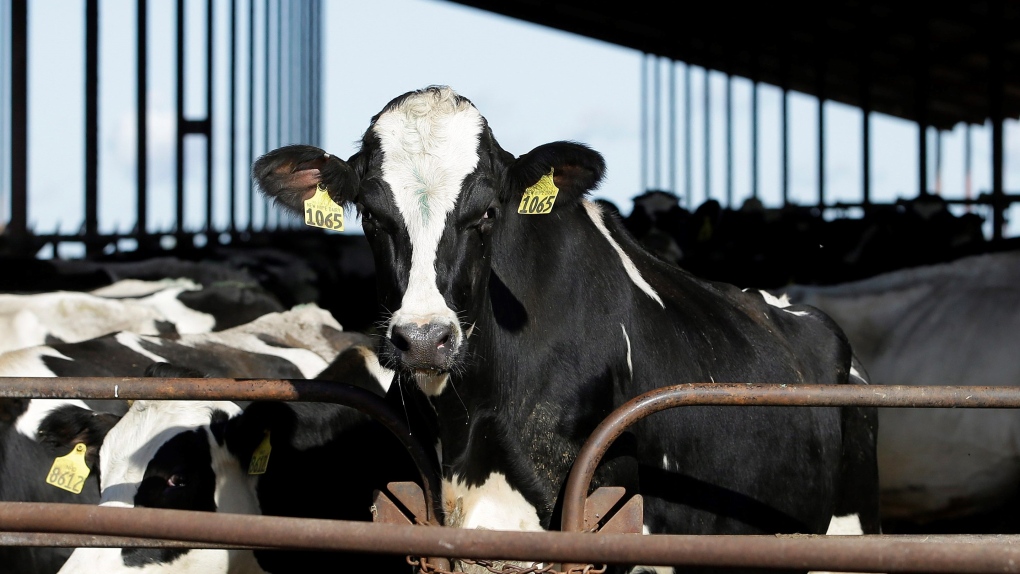 CTVNews's tweet photo. Satellites detect California cow burps, a major methane source, from space https://t.co/5GeD2TQTj4 https://t.co/MQLc0j7N8t