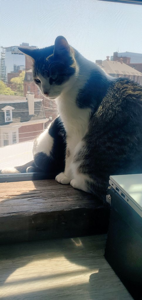 stefania101's tweet photo. It's a beautiful day to write about Latinx populations in cities with my writing partners, Nacho and Chutney 😺😺
#CatsofTwittter #Cats #WritingCats #WritingCommunity https://t.co/nmZcU8Vb6V