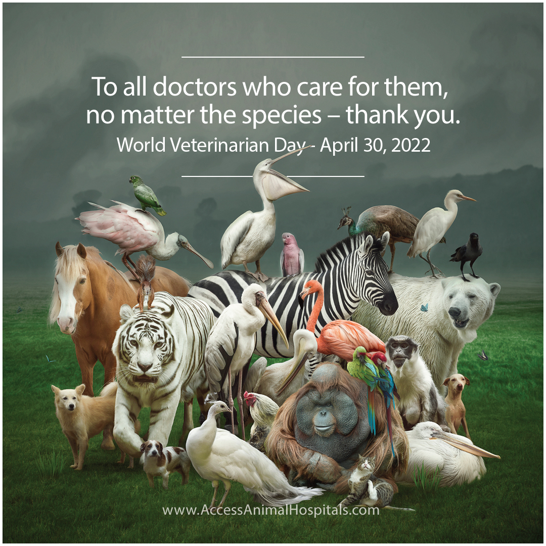 It's #WorldVeterinaryDay, and we want to extend a big thank you to our veterinary staff and all vets out there who have dedicated their lives to caring for and helping animals in need.