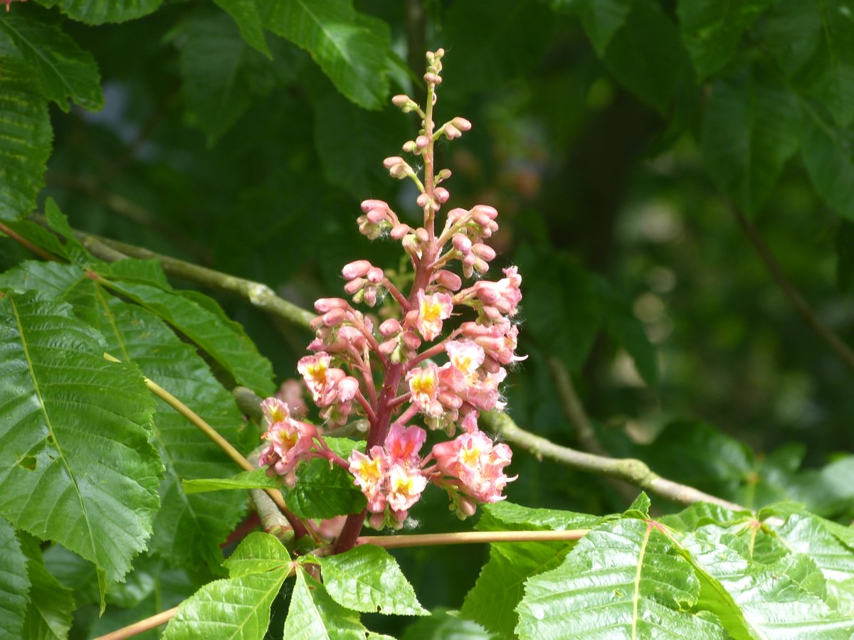Er bestaat ook rode paardenkastanje. Soms zie je die bij Winterswijk.