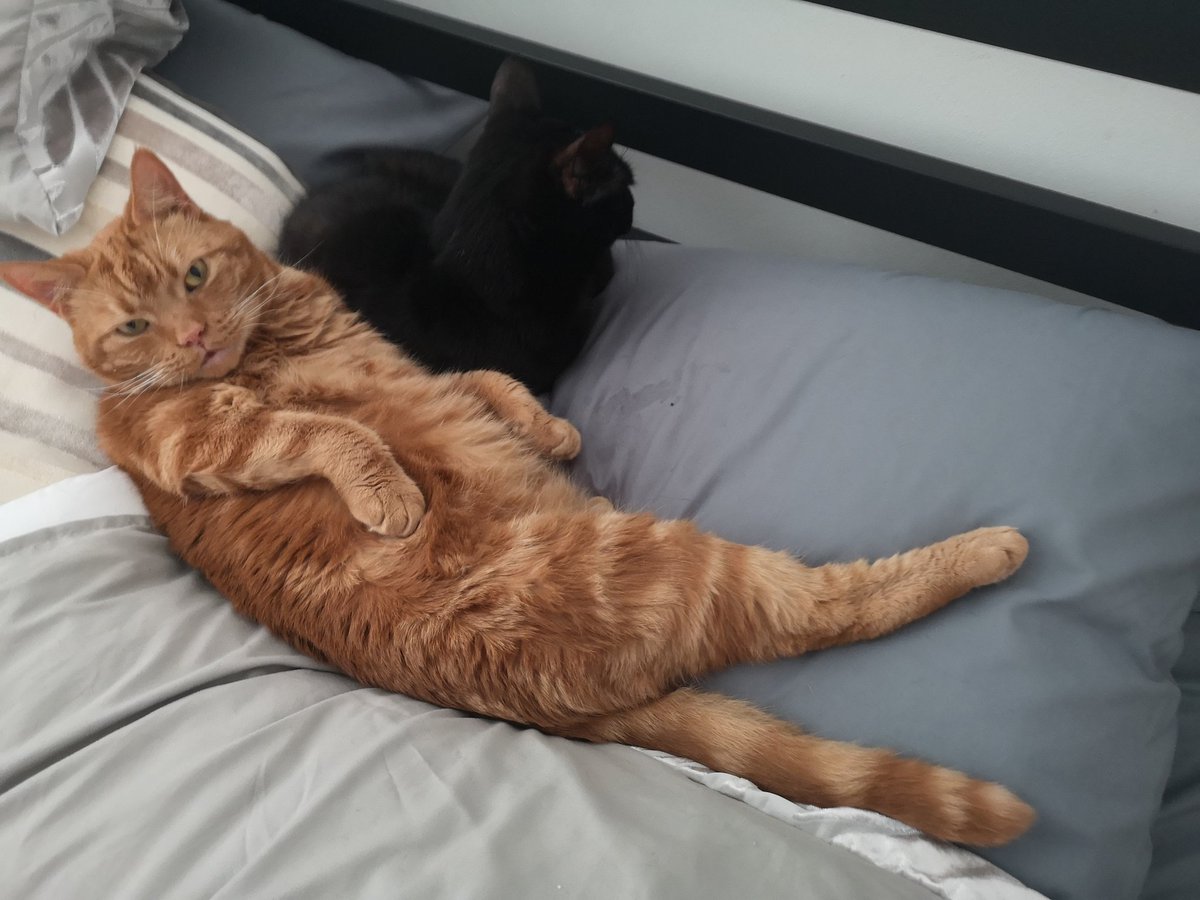 KaySheedy's tweet photo. #Caturday chilling 😺 https://t.co/RZ3LABP7G2