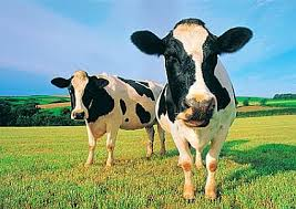 BaityBaitENG's tweet photo. @BaityBait Today I'm giving away 50 bucks for Steam to the person who best imitates animals.

We'll finally know what sound a giraffe makes. Or two cows.

In half an hour on Twitch VAMOOO https://t.co/5HrLonpYBM