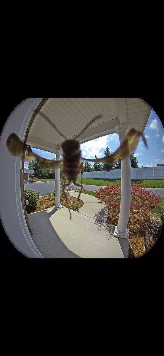 BootySoap's tweet photo. The new #wingcam doorbell by @ring.  Whenever you’re buzzy rest assured it will capture all of your flighty friends and waspy neighbors. #wasp #entomology #ringcam https://t.co/pVujGND19N