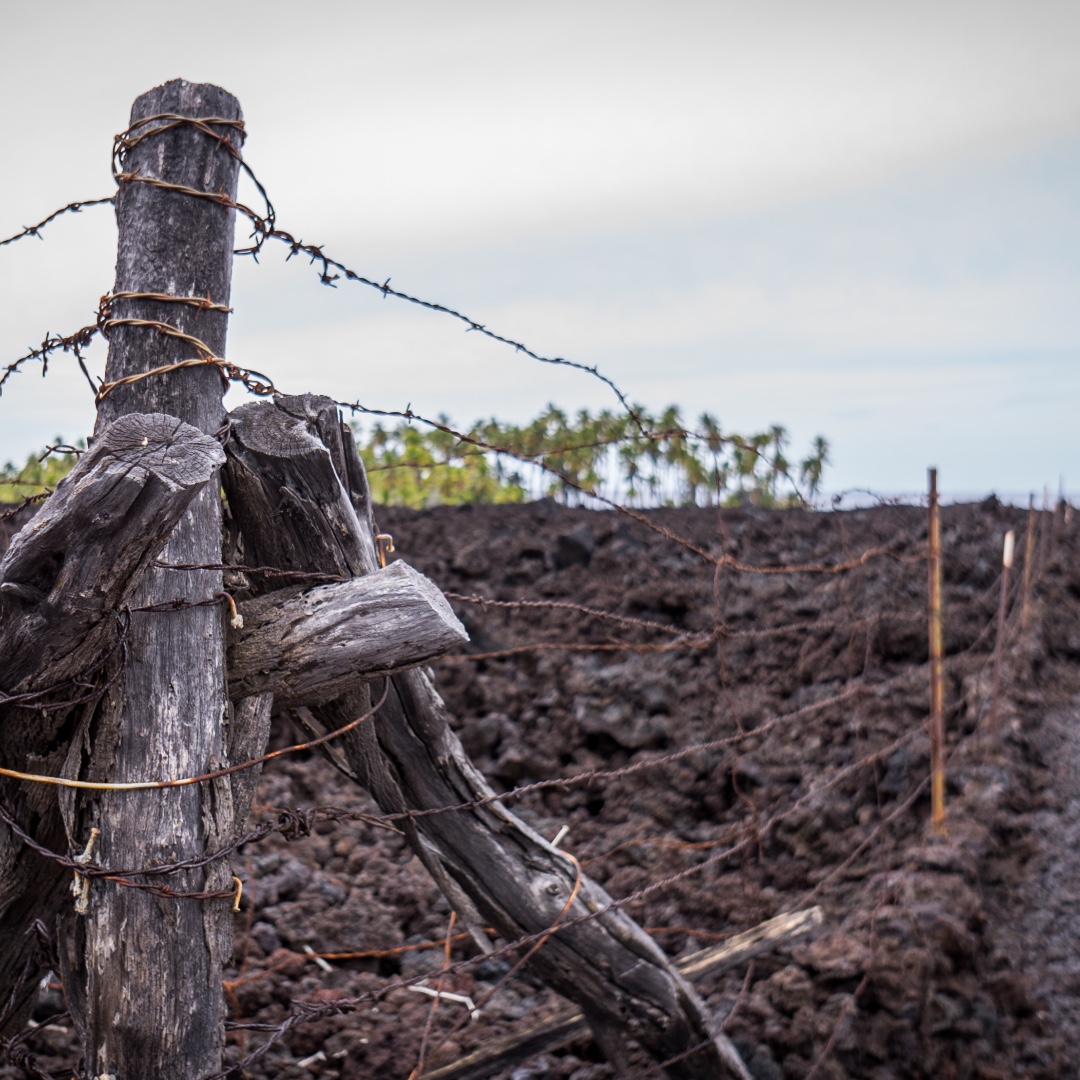 RenegadeRoaming's tweet photo. Day 2 (Part 5): Just after mile marker 79 we pulled over &amp; headed due west into a lava field in search of a lone palm tree. 20 min later we were standing on a black “sand” beach staring at a very sad palm tree. Let’s just say it wouldn’t make the top of our list of places…. https://t.co/87NyiAJDX6