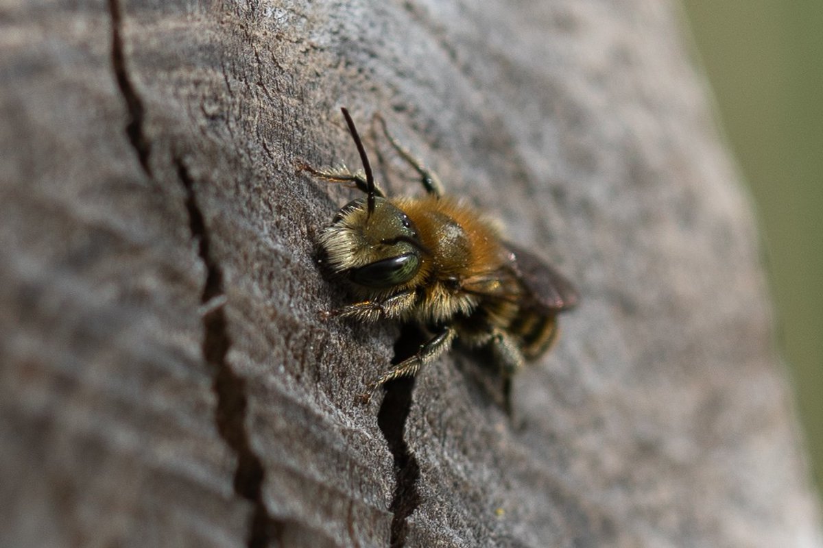 pittypomm's tweet photo. Garden-wall-bee-saga update: no survivors in the #BeeBricks.
The log, drilled with various sized holes is being investigated by some boys.
Red mason, ?Sapyga quinquepunctata, ?blue mason. https://t.co/9VyiZoKuKI