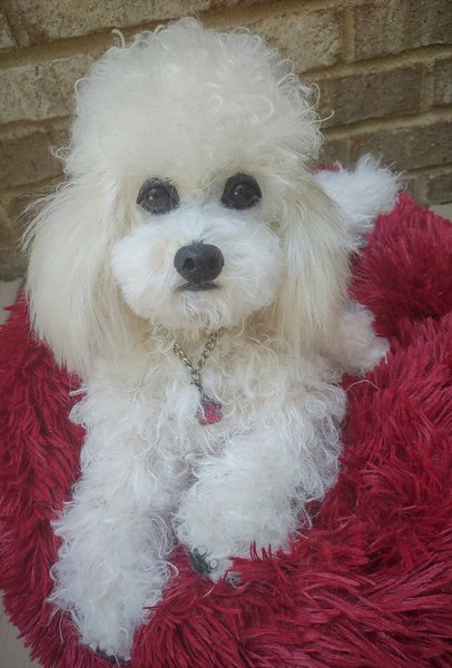 BearPile's tweet photo. Madonna The Poodle by Brigitte Crowe https://t.co/vmOaVfvcqI #teddydogs #artistdog #dog https://t.co/TQthSPNOSf