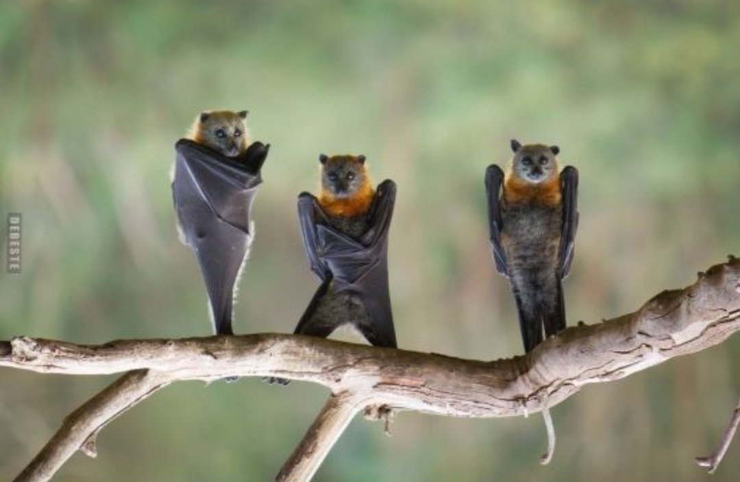 fledermaus2022's tweet photo. This is what our delegates are going to look like when they will show off their dancing skills at the party tonight. 
#bats #RedAndCute #LorenzLove
@C_Cosmopolite @ZurichMUN 
🦇🦇🦇🦇🦇🦇🦇🦇🦇🦇 https://t.co/74sn4WKKBH
