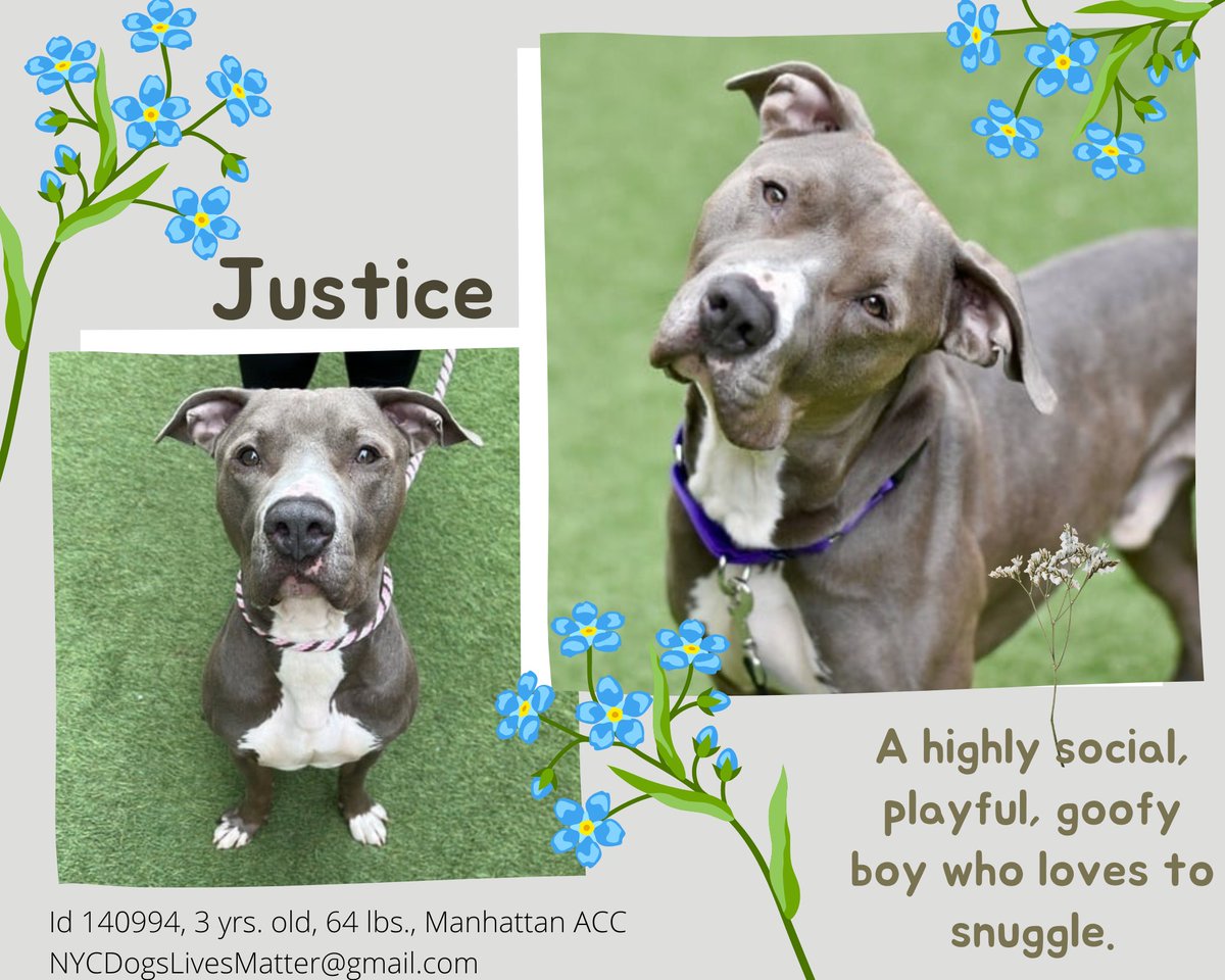 NMBewitched's tweet photo. 🥳🎉🥳Damom🥳🎉🥳
RESERVED🍾🥂
Mighty Village, tysvm
Damon Survived the #GrimReeper of #NYCACC
You Make a Difference
Help Save Lives
#Pledging #Sharing & #Caring
#NationalAdoptAShelterPetDay
Bella Kill Command
#FostersSaveLives
14🐶2🏡
Hero?
DM @SuzanneSugar
#Pledge 4 Justice https://t.co/9tbDhp5qf1