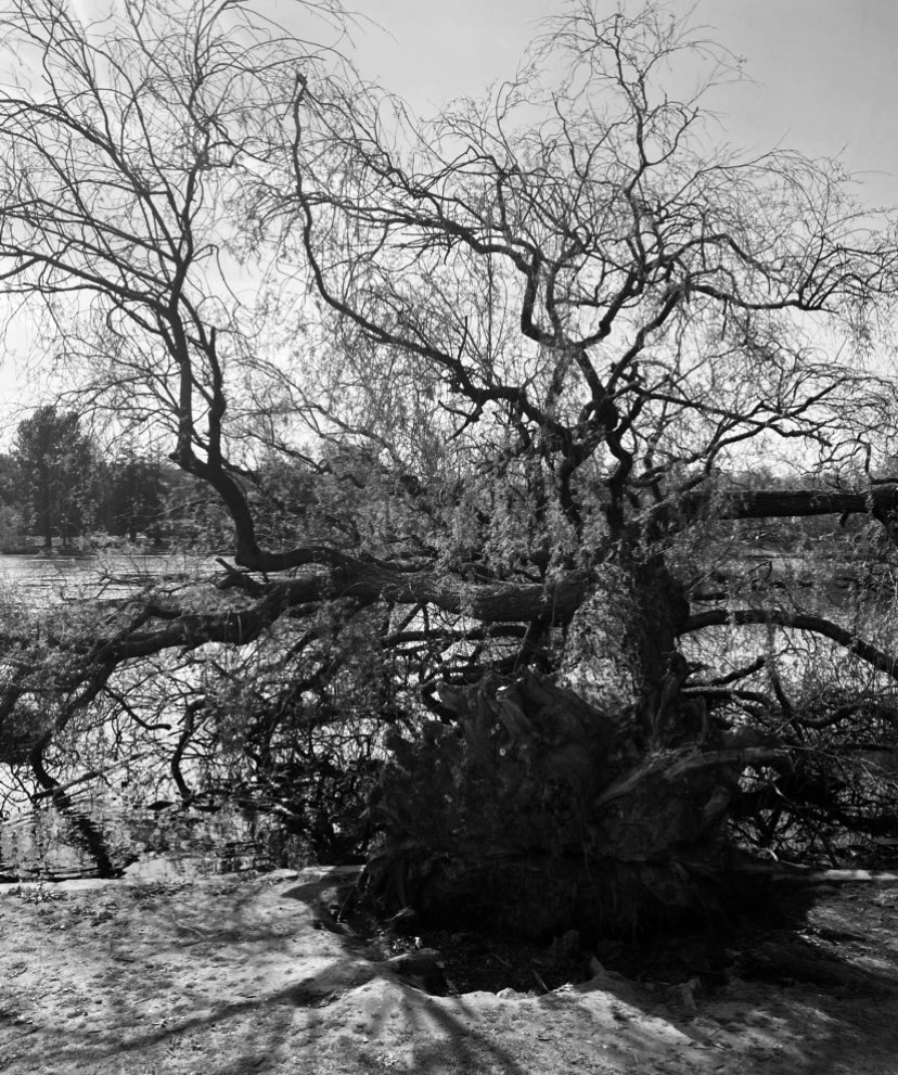 Juggling_Words's tweet photo. The tree in colour, which despite being uprooted, remains green &amp; vibrant.🌳 

The same shot in monochrome reveals a Tim Burton-esque gothic quality.🦇 

A nice juxtaposition. Just me?! 🤷‍♂️

#CardiffMeanders #Parklife 
#Nature #Trees #Photography 
#Colour #BlackAndWhite #Contrast https://t.co/C1TPS6pjXb