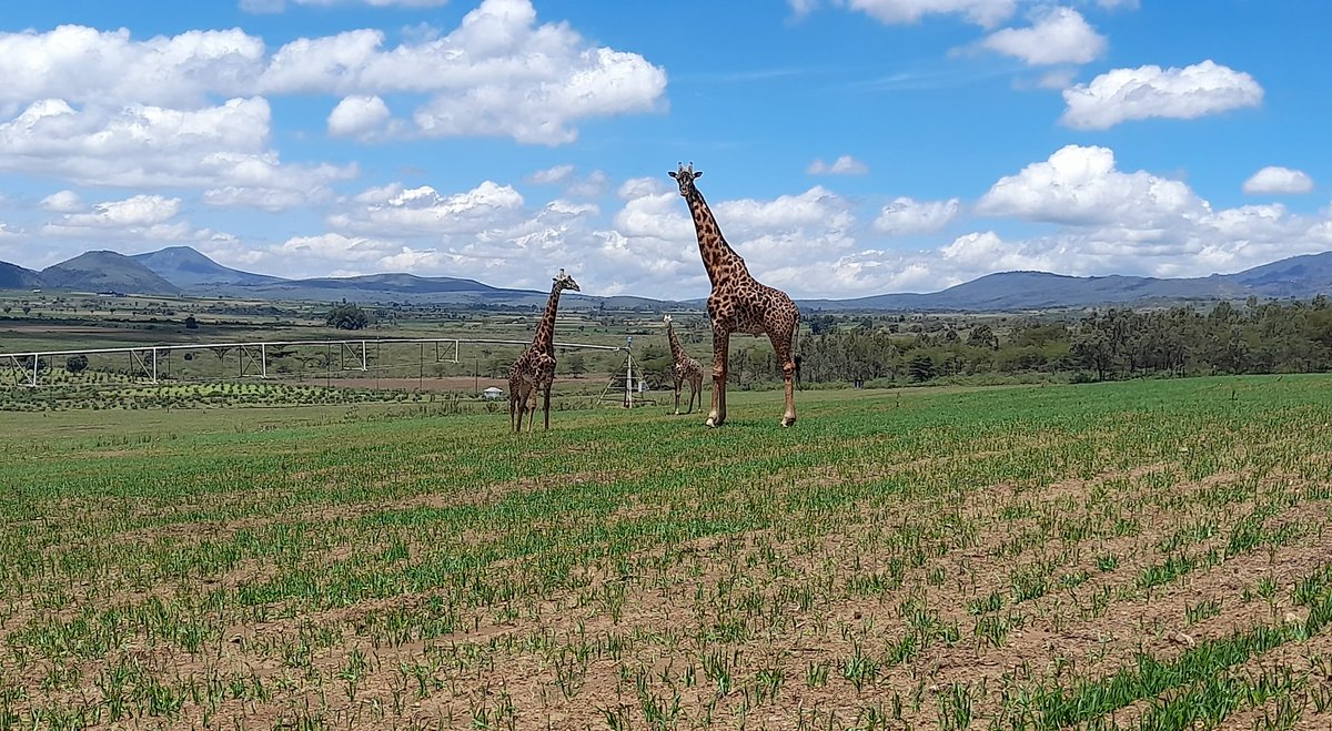 "Excuse me, have you seen any Net Blotch, Rhynchosporium, Ramularia  or Abiotic Spotting from up there?"