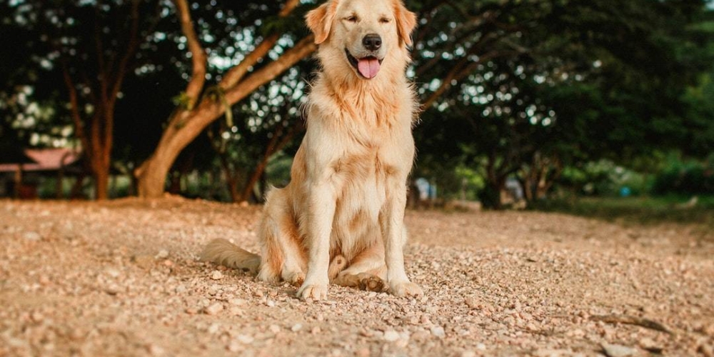 newerahit's tweet photo. A real pickup for you!  #Dog #Plant #Carnivore #Tree #Fawn #Grass #Dogbreed #Retriever #SportingGroup #Soil https://t.co/fwzVfwyaAu