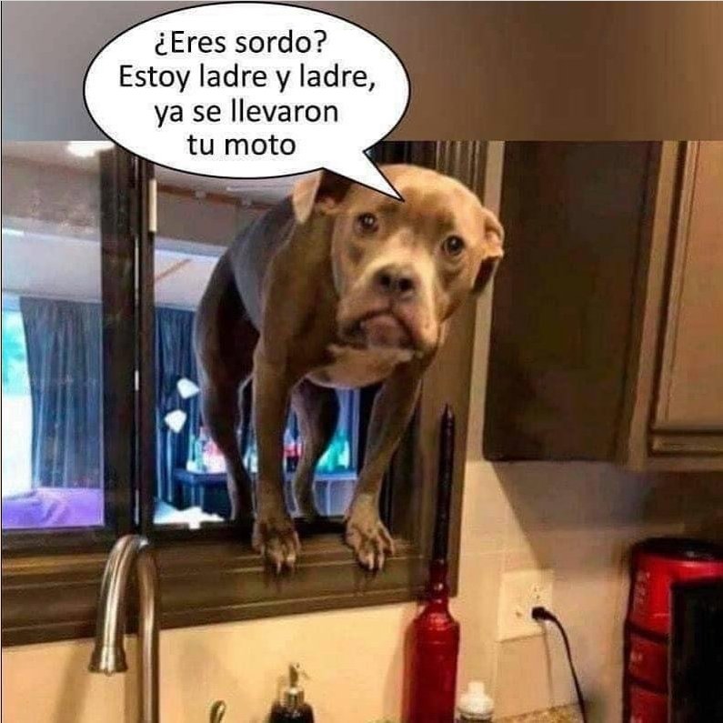 NecesitoUnPerro's tweet photo. Su cara!!!😄😄😂🤣🤣 https://t.co/jWUOh6YTjg