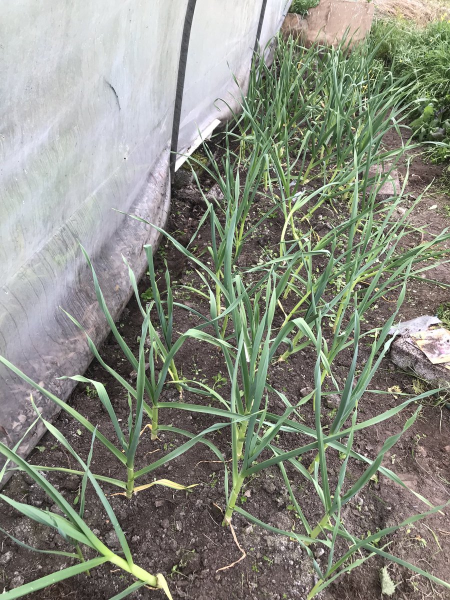 granshalimousin's tweet photo. Wet Saturday means garlic weeding can’t be put on the long finger again! Warm and dry but hard on the oul back! https://t.co/O4PDVZBQ8y