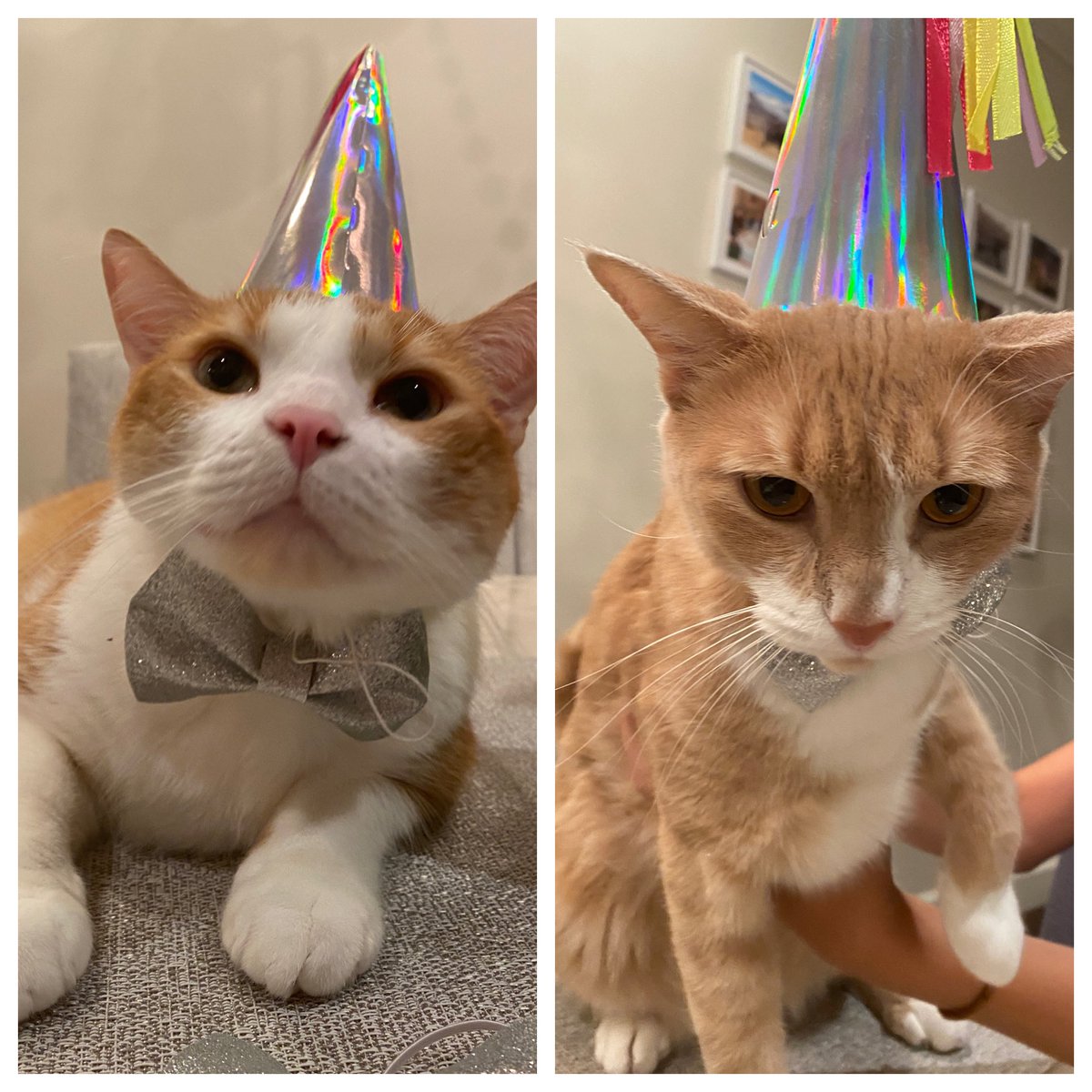 MarbleHoppers's tweet photo. .@catsnkittys    Happy 4th Birthday to our Garage Kittys!!!!!
#HappyBirthday #Caturday https://t.co/IYvZSd91ng