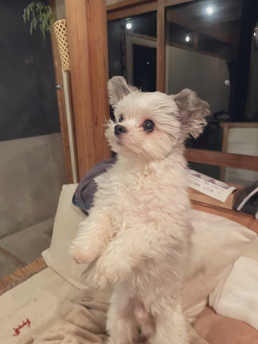 ５年前 保護したての犬はいつも部屋の隅っこでぽつんとしていた 現在は完全に腹見せリラックス犬に Togetter