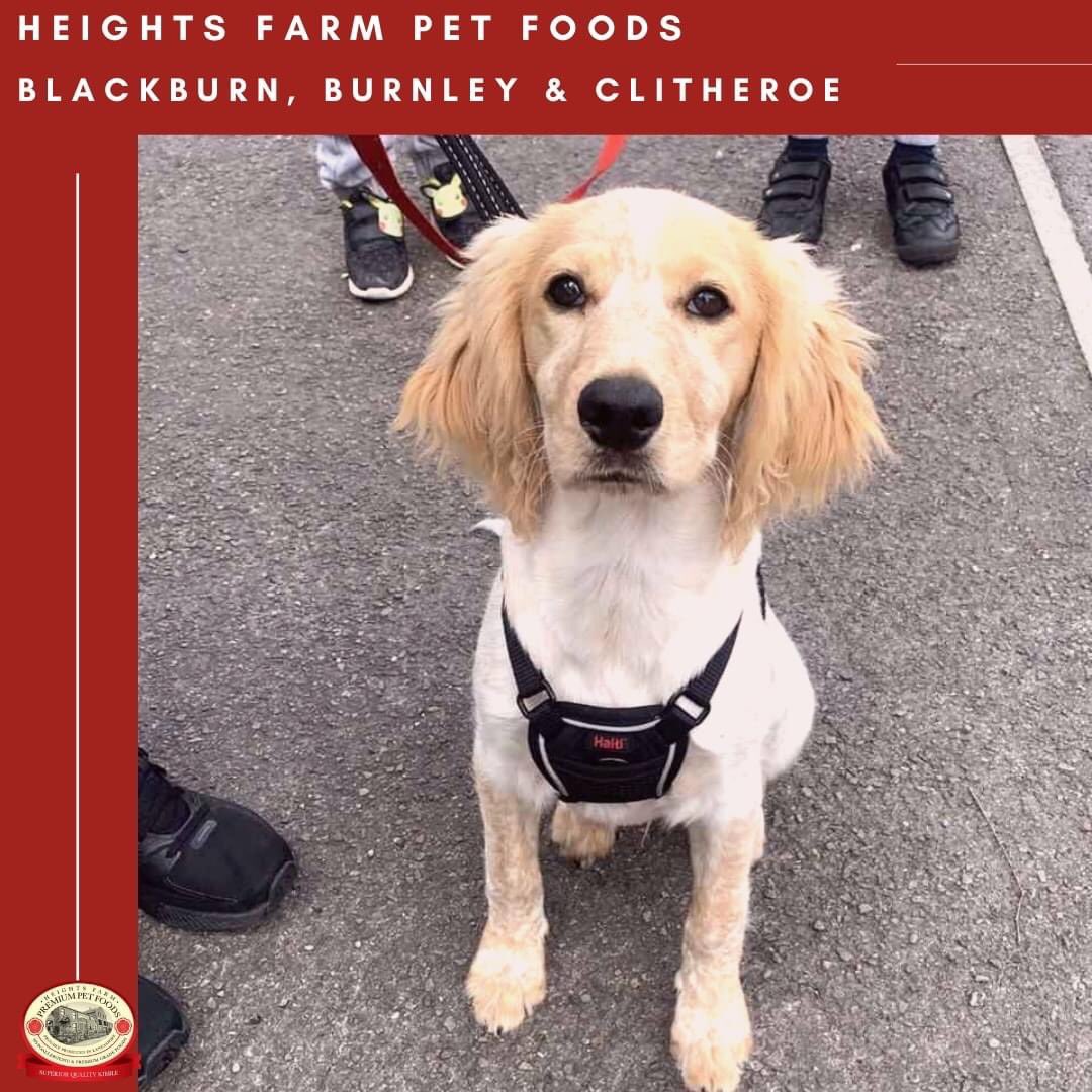 Carole Sutton Heights Farm Pet Foods on Twitter "Everyone