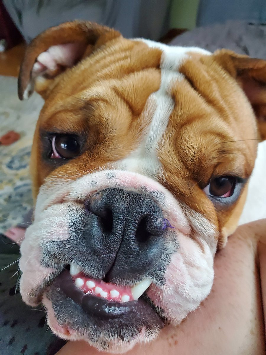 n4rwh4ls's tweet photo. The face of a pup who wants whatever you're eating. Pls gib.
#PercyPea #PercivalTheBulldog #englishbulldog #dogsoftwitter https://t.co/9aKSatoyDu