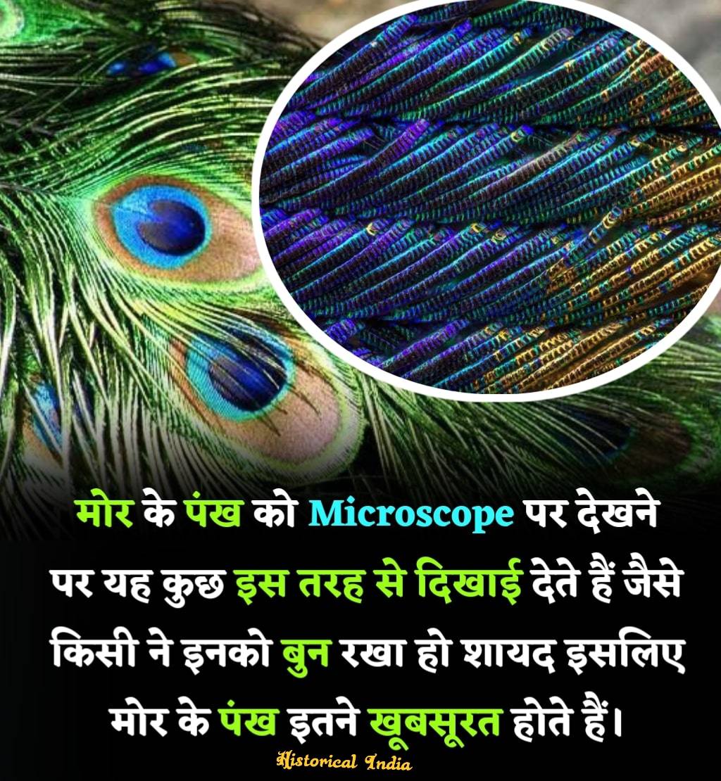 Historical India tweet media