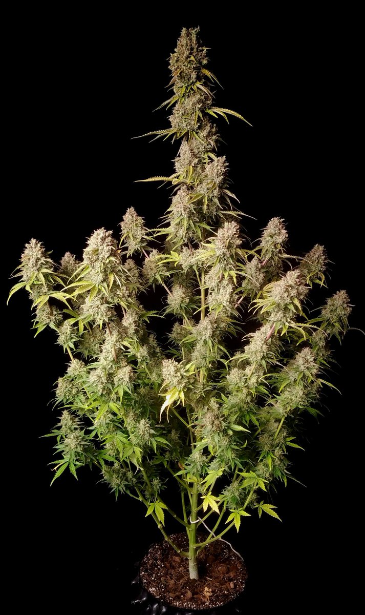 SeedsmanSeeds's tweet photo. 🌱 GREEN CRACK AUTO 🌱 by Zurban_Poisonia on Grow Diaries.

⭐ "This is an excellent variety that I have wanted to grow for a long time!
I am very glad that the first acquaintance with the variety was so successful".

#SeedsmanSeeds https://t.co/fKcq5tYBe1