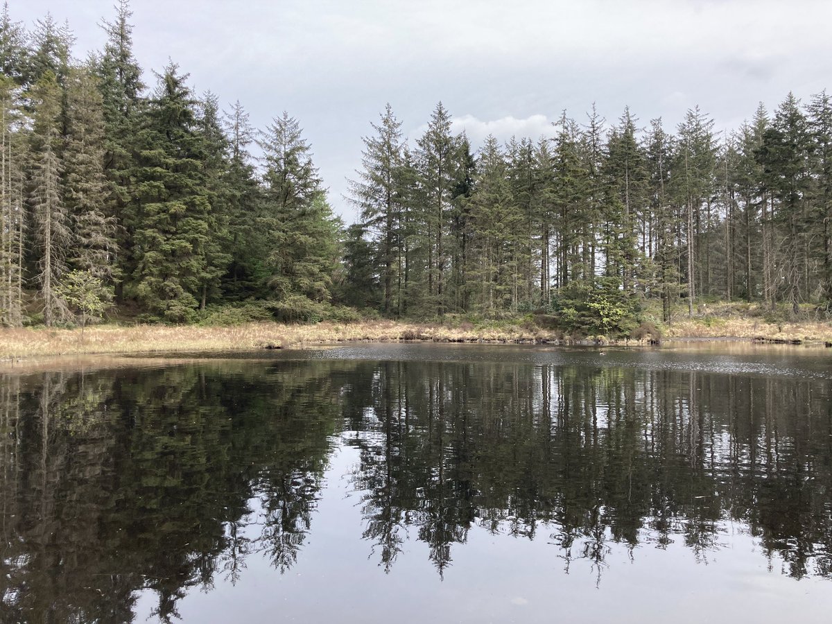 simonirving64's tweet photo. Saturday morning wander up to Grizedale tarn https://t.co/H40fasujXB