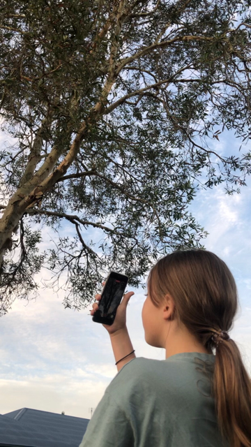 spirekids's tweet image. Mika focused on frogs last year for reveil but she’s turning her attention to the skies this year.  We have a many hundred strong community of rainbow bee-eaters outside our home who are leaving us for winter.   Mikes is again the youngest streamer on Reveil!!  #Reveil2022