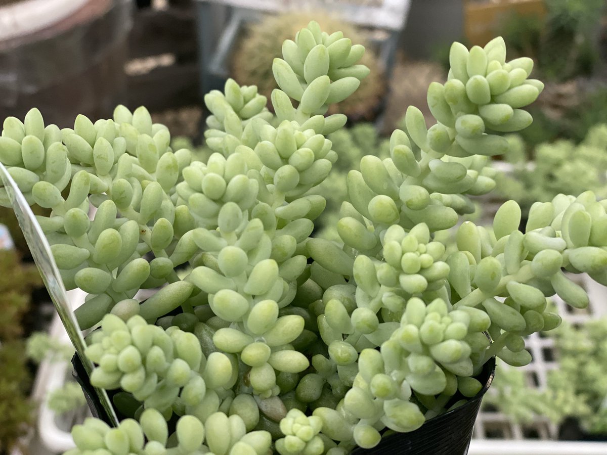 インテリア 住まい 小物 暖色系 らくらくメルカリ便 2potセット セダム 新玉つづり ビアホップ 多肉植物 Ixhqvhjquy Humanature Ie インテリア 住まい 小物 暖色系 らくらくメルカリ便 2potセット セダム 新玉つづり ビアホップ 多肉植物 Ixhqvhjquy Humanature Ie