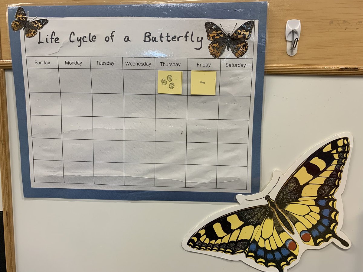 KWBdonovan's tweet photo. Hmm. Here’s a clue. Can you guess who arrived in our classroom after school on Friday?  #KWBPride ⁦@BarrettAPS⁩ https://t.co/tKC8via585