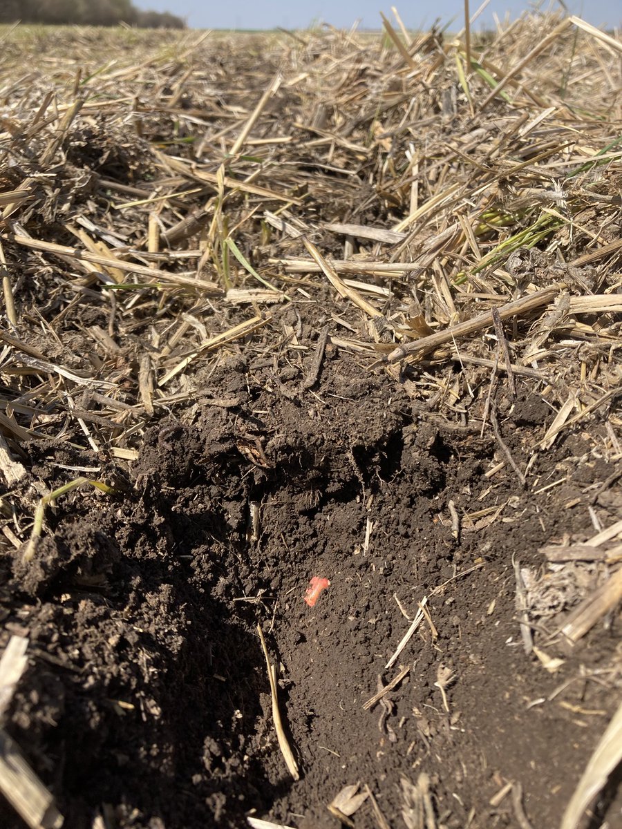 Planted corn this week. Was pleased to have adequate moisture to plant into despite only receiving around 2” of total precipitation since Nov 1. The soil cover/armor is doing its job. Going to be a tough go for this corn crop though without a change in this dry weather pattern.