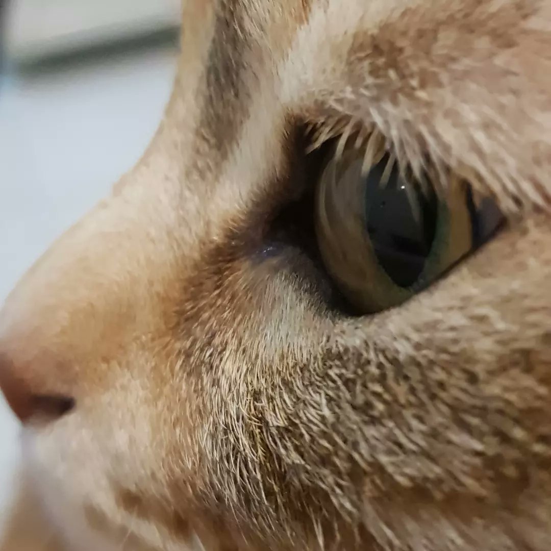 Sauvagine_'s tweet image. #Scripta
#NewProfilePic