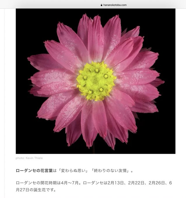 花言葉のtwitterイラスト検索結果