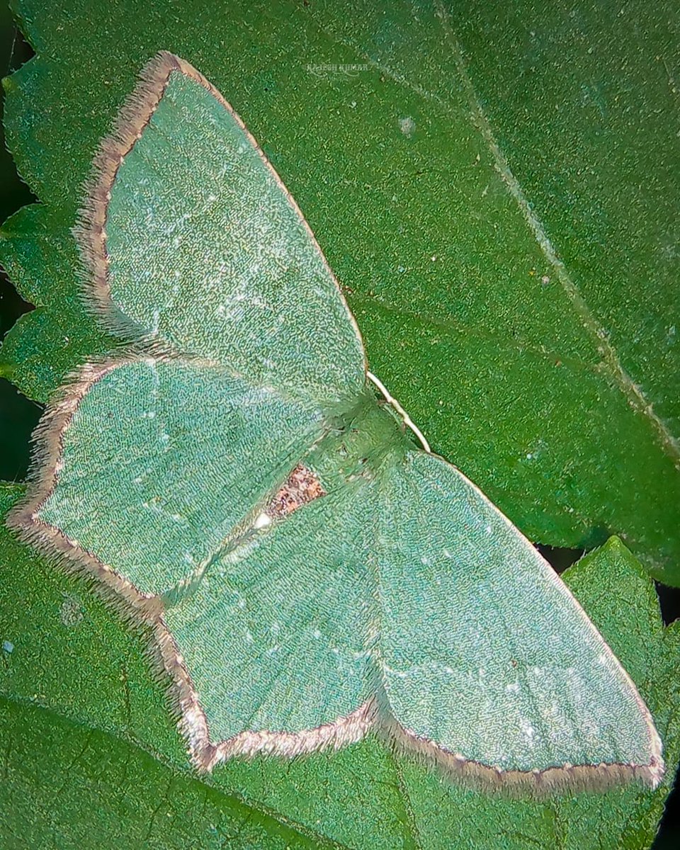 Rajesh_kumarr_'s tweet photo. Emerald Jewel...
Species - Geometrid Moth ( Maxates sp. )
#Buttetfly #nature #wildlife #NaturePhotography #wildlifephotography #SaturdayVibes #PhotoOfTheDay #himachal #ThePhotoHour #IndiAves #TwitterNatureCommunity #naturelovers https://t.co/VNcmtFWymh