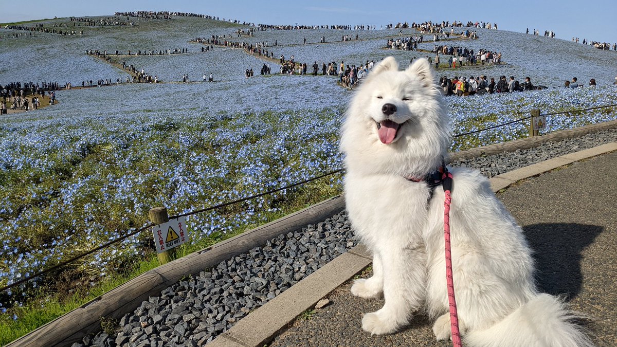 ネモフィラのお花畑に行ってきたワン🌼 #サモエド #1歳 #ひたち海浜公園