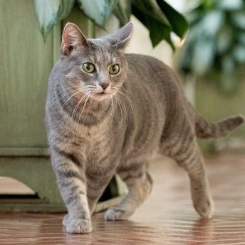 CatmanderBiden's tweet photo. It’s an honor every day to serve as America’s first Catmander-In-Chief.  And it’s extra special to do it as a female gray tabby on #NationalTabbyDay.

#CatsOfTwitter #COTUS #FCOTUS #FirstFeline #WhiteHouseCat https://t.co/ZZZ1HVpxZU