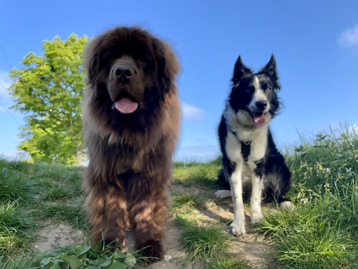 Started our day with a 4 mile walk before most people were up! #activedogday #activedogday2022